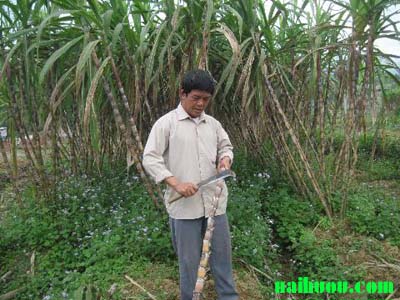 Giống mía xương gà mới Giống mía xương gà mới